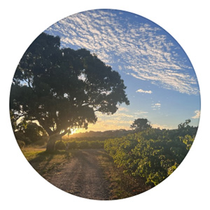 Tapara Vineyards, Australia