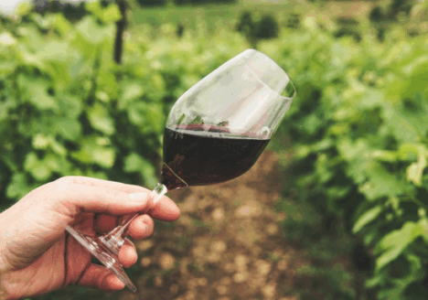 What Drives Consumers to Choose Eco-Friendly Wine? WMC Webinar Reveals All